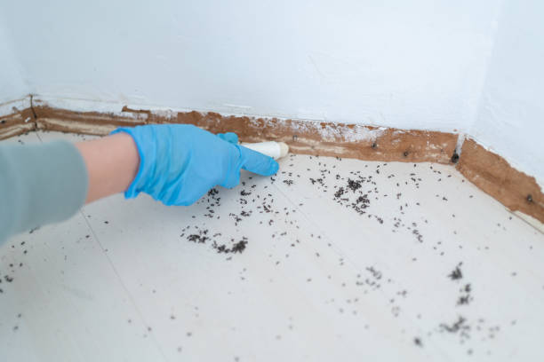 Best Emergency Pest Control  in Elephant Butte, NM