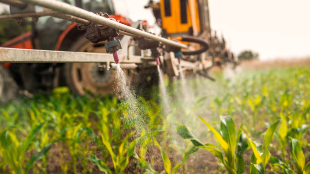 Best Ant Control Services  in Elephant Butte, NM